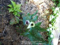 Thumb of 2012-06-18/gardenersdetective/fa6ecb