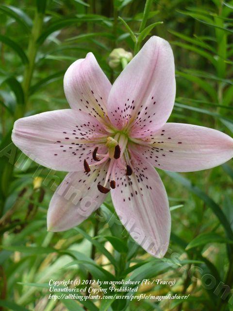 Photo of Lily (Lilium 'Heather's Promise') uploaded by magnolialover
