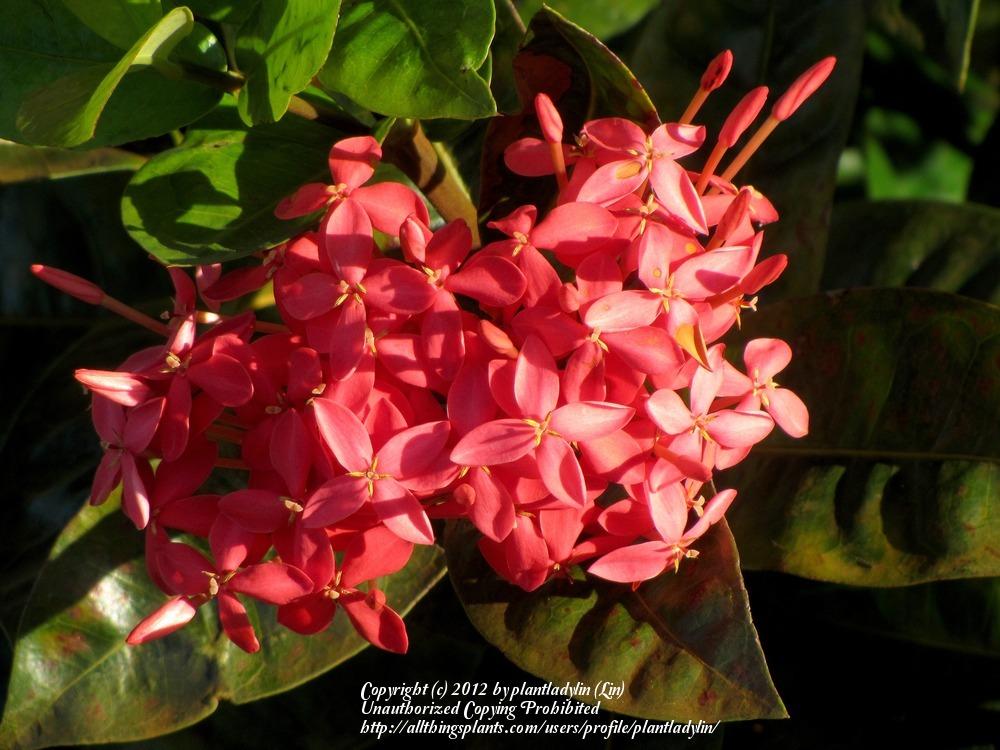 Photo of Jungle Geranium (Ixora coccinea) uploaded by plantladylin