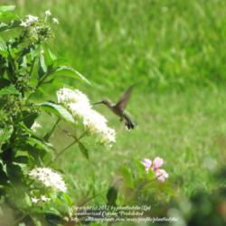 Location: Daytona Beach, Florida
Date: 2012-06-18 
White blooming variety with a female Ruby-throated Hummingbird en