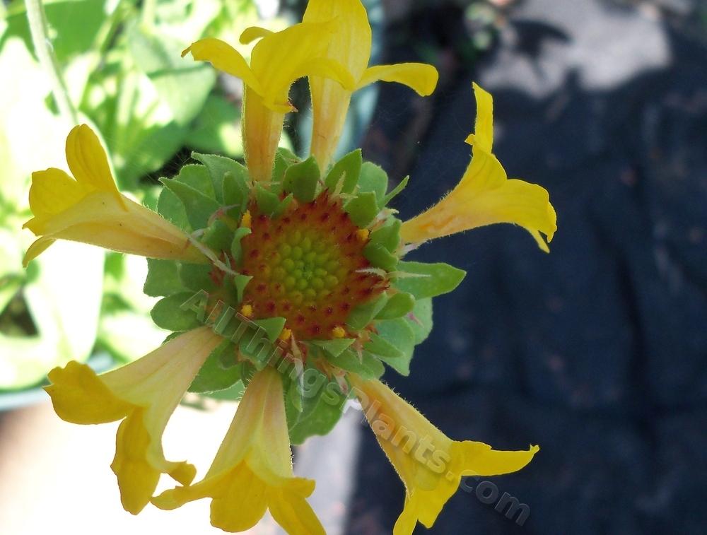 Photo of Blanket Flower (Gaillardia Commotion™ Moxie) uploaded by virginiarose