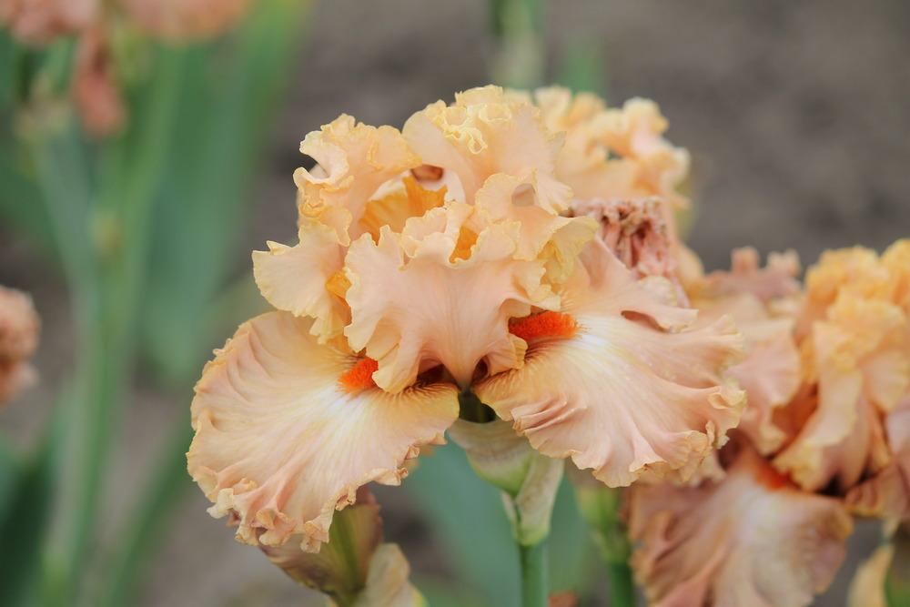 Photo of Tall Bearded Iris (Iris 'Totally Tropical') uploaded by ARUBA1334
