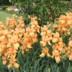 Location: Schreiners Gardens
Date: 2012-06-03
