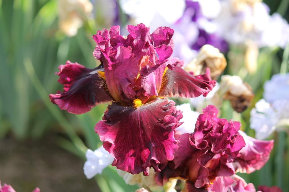 Photo of Tall Bearded Iris (Iris 'Name Game') uploaded by ARUBA1334