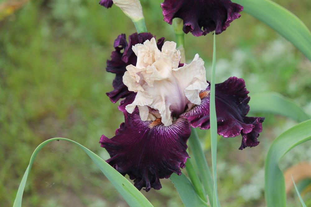 Photo of Tall Bearded Iris (Iris 'Gates of Rome') uploaded by ARUBA1334