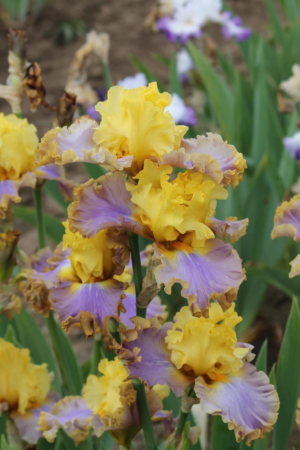 Photo of Tall Bearded Iris (Iris 'Catwalk Queen') uploaded by ARUBA1334