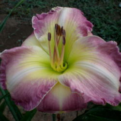 
Photo Courtesy of A-1 Daylilies. Used with Permission.