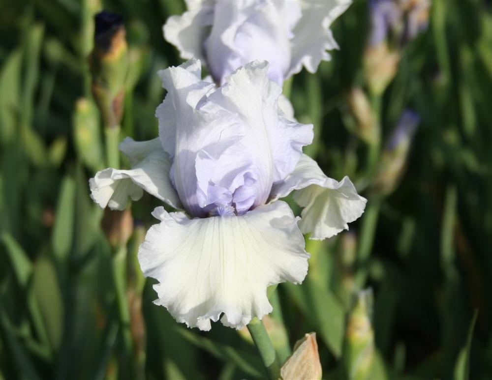 Photo of Tall Bearded Iris (Iris 'Chinook Winds') uploaded by KentPfeiffer