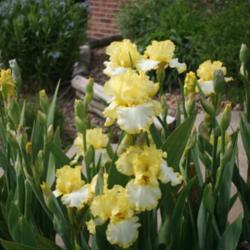 Location: My garden in southeast Nebraska
Date: 2012-04-19