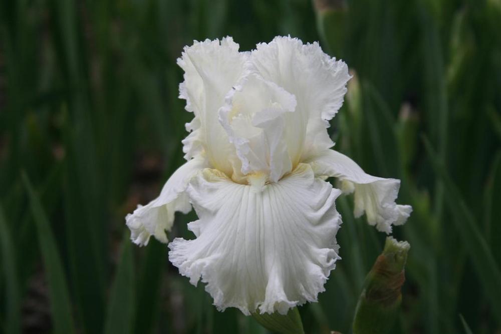 Photo of Tall Bearded Iris (Iris 'Chantilly Bride') uploaded by KentPfeiffer