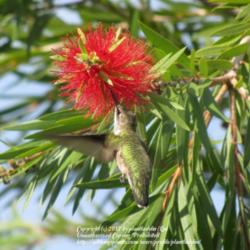 Location: Daytona Beach, Florida
Date: 2012-06-19 
#Pollination - Female Ruby-throated Hummingbird enjoying nectar.