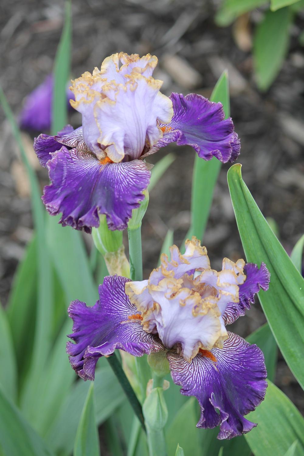 Photo of Tall Bearded Iris (Iris 'Bratislavan Prince') uploaded by ARUBA1334