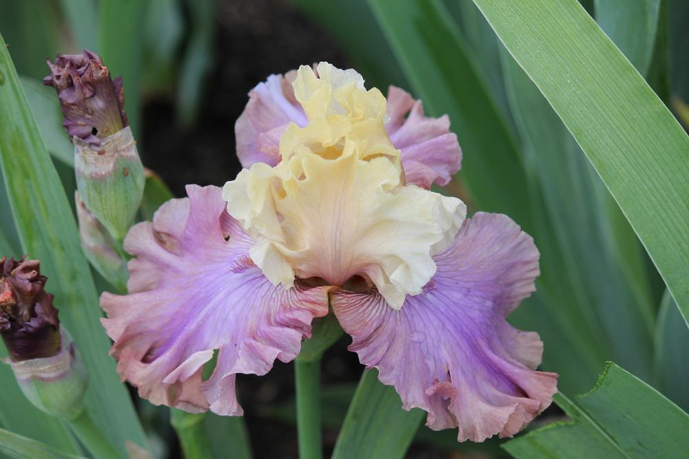 Photo of Tall Bearded Iris (Iris 'Show Your Colours') uploaded by ARUBA1334