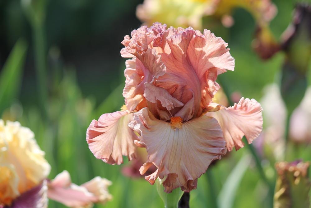 Photo of Tall Bearded Iris (Iris 'Terracotta Bay') uploaded by ARUBA1334