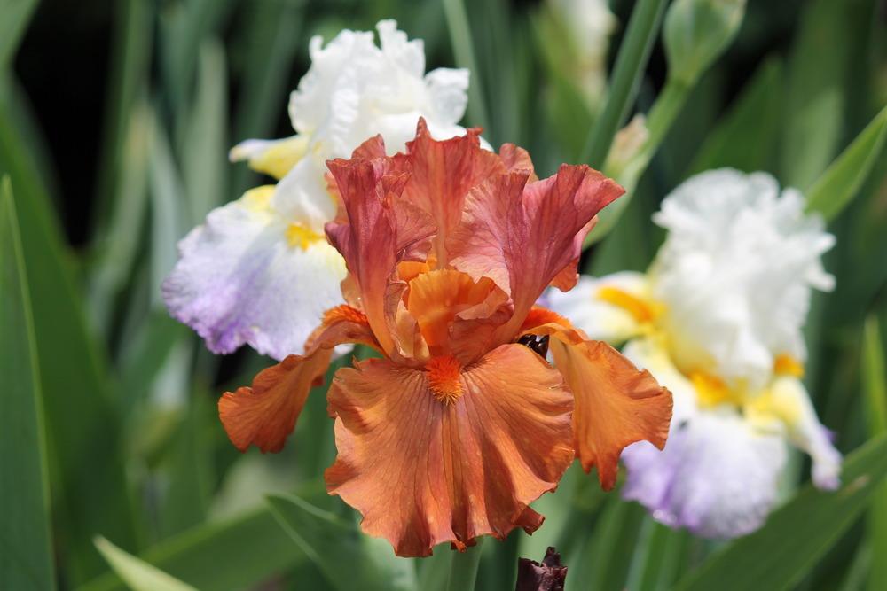 Photo of Tall Bearded Iris (Iris 'Flame Amber') uploaded by ARUBA1334