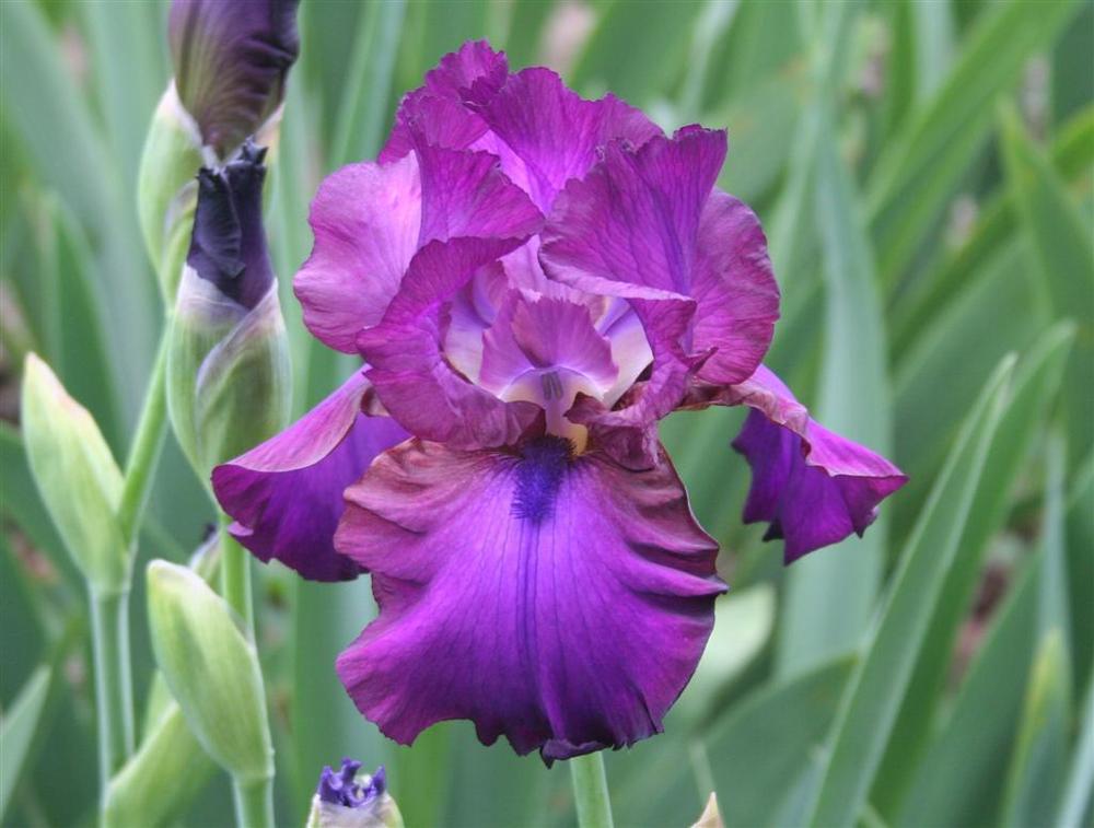 Photo of Tall Bearded Iris (Iris 'Gypsy Romance') uploaded by KentPfeiffer