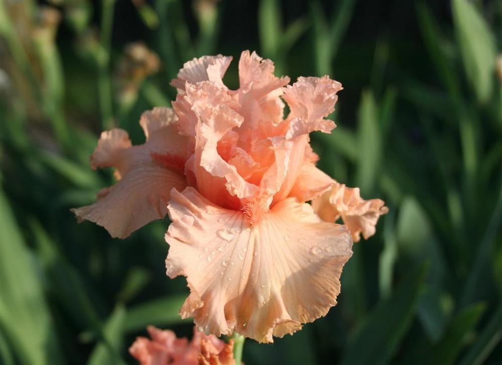 Photo of Tall Bearded Iris (Iris 'In Love Again') uploaded by KentPfeiffer
