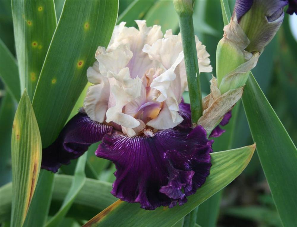 Photo of Tall Bearded Iris (Iris 'Gates of Rome') uploaded by KentPfeiffer