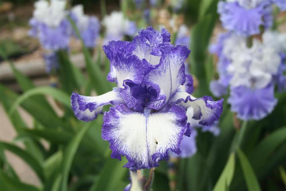 Photo of Tall Bearded Iris (Iris 'Ink Patterns') uploaded by KentPfeiffer