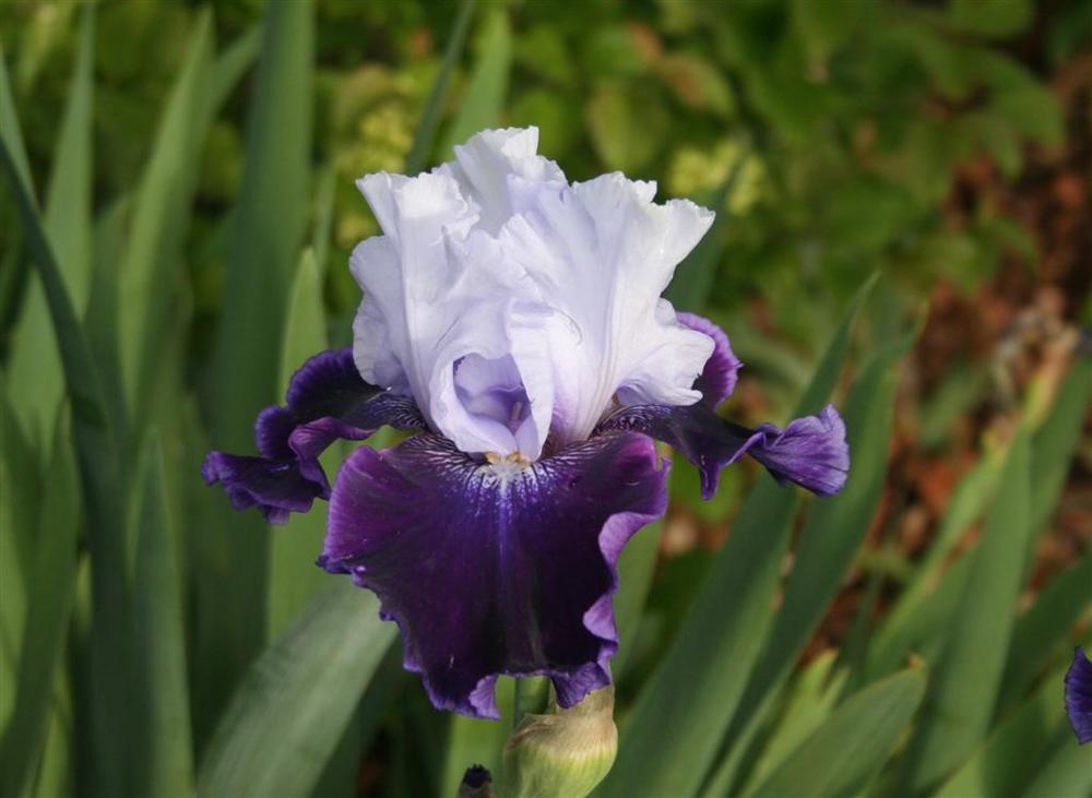 Photo of Tall Bearded Iris (Iris 'High Class') uploaded by KentPfeiffer