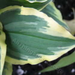 Location: Ottawa, ON
Date: 2012-06-20
H. 'Pixie Vamp' leaf