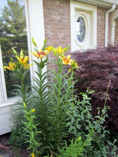 Photo of Lily (Lilium 'Golden Stone') uploaded by ge1836