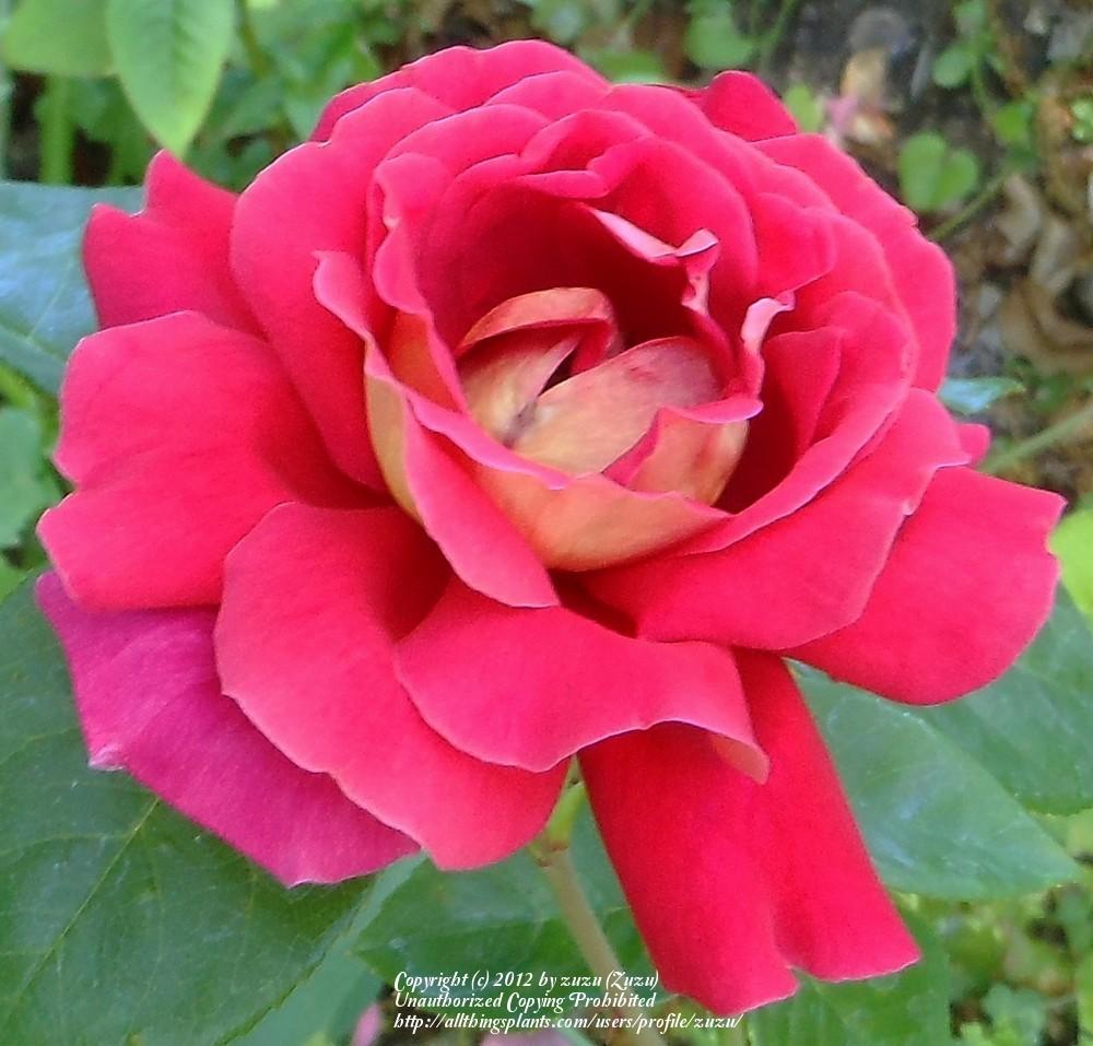 Photo of Rose (Rosa 'Flaming Peace') uploaded by zuzu