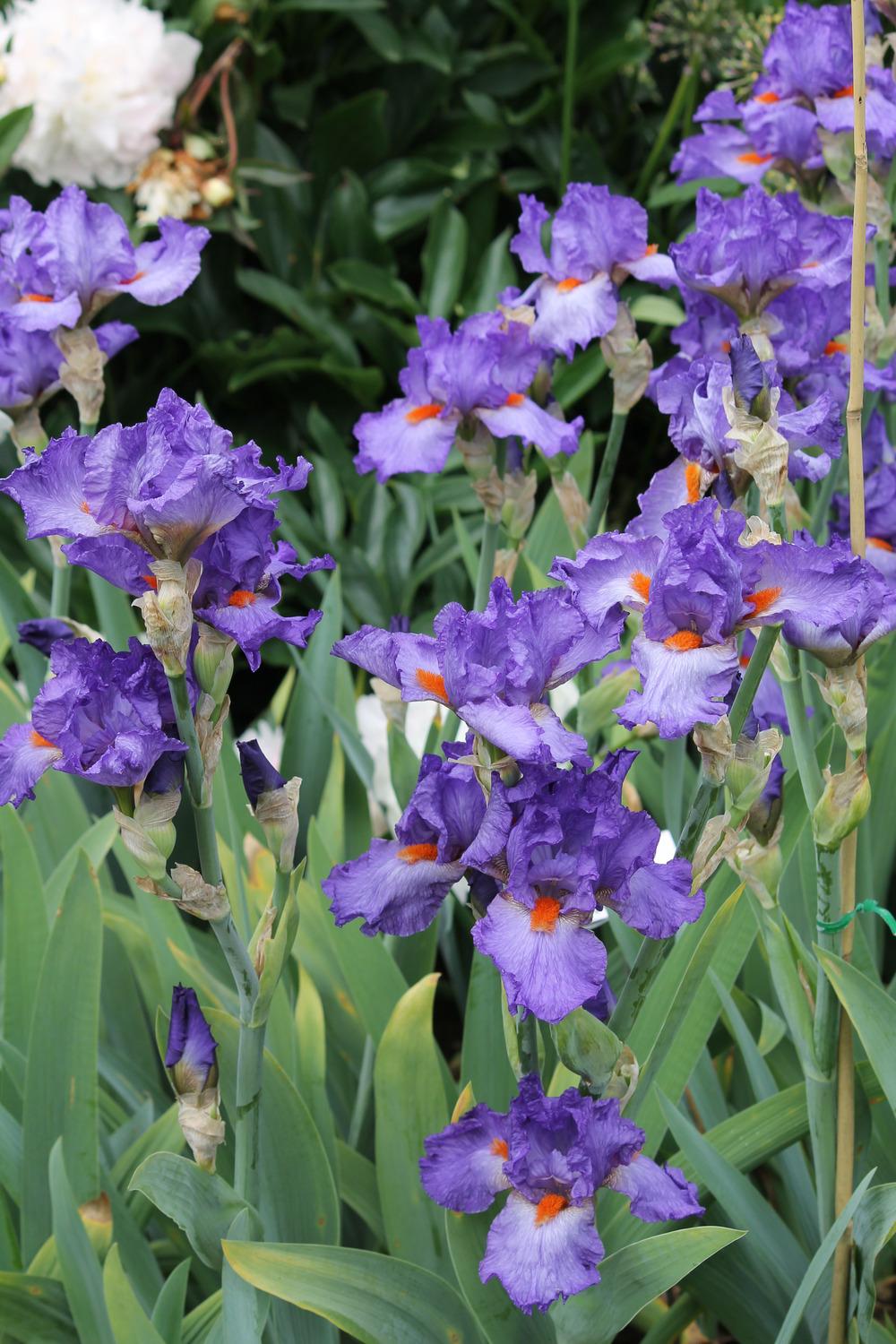 Photo of Tall Bearded Iris (Iris 'Glad') uploaded by ARUBA1334
