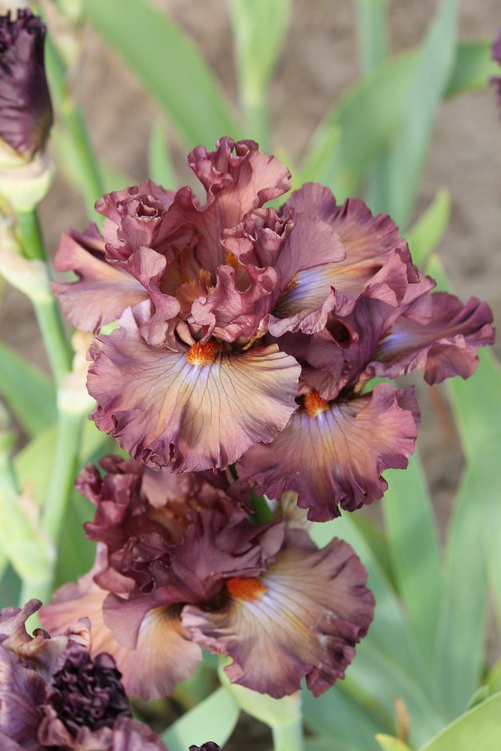 Photo of Border Bearded Iris (Iris 'Thundery') uploaded by ARUBA1334