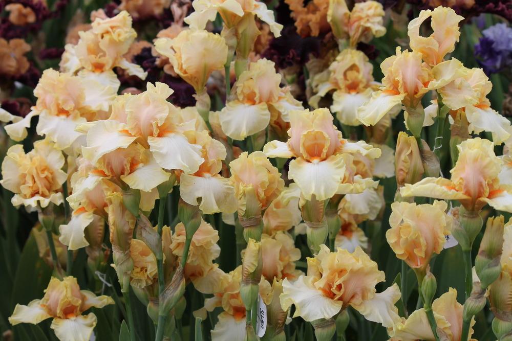 Photo of Tall Bearded Iris (Iris 'Blushing') uploaded by ARUBA1334
