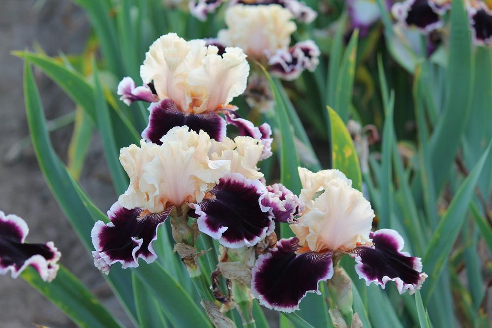 Photo of Tall Bearded Iris (Iris 'Dazzle') uploaded by ARUBA1334