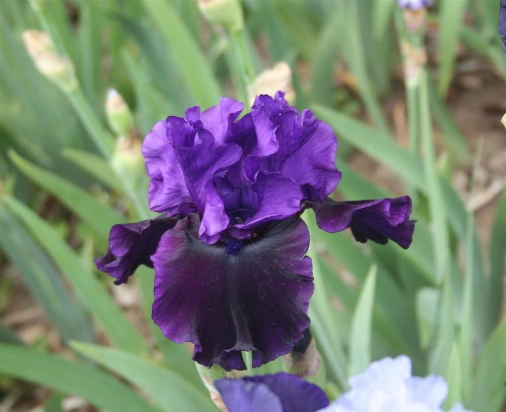 Photo of Tall Bearded Iris (Iris 'Midnight Treat') uploaded by KentPfeiffer