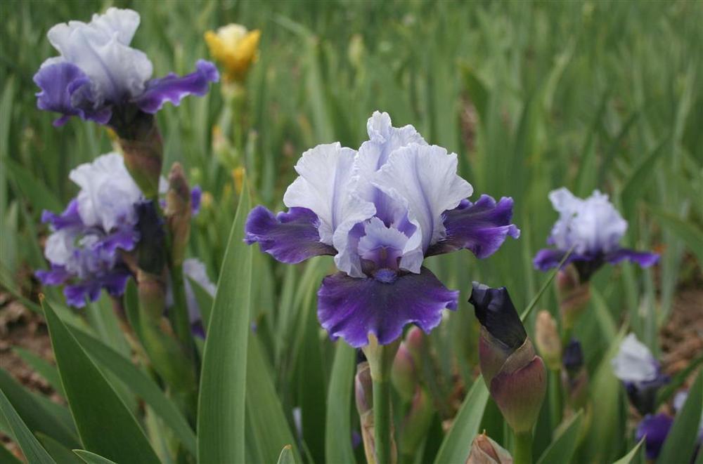 Photo of Intermediate Bearded Iris (Iris 'Mariposa Wizard') uploaded by KentPfeiffer