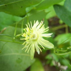 Location: Medina Co., Texas
Date: July 2007
Yellow Passionflower
