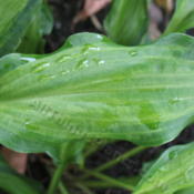 H. 'Ani Machi' leaf
