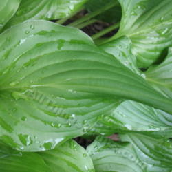 Location: Ottawa, ON
Date: 2012-06-20
H. 'Bridegroom' leaf