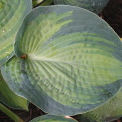 Location: Ottawa, ON
Date: 2012-06-20
H. 'Blue Shadows' leaf