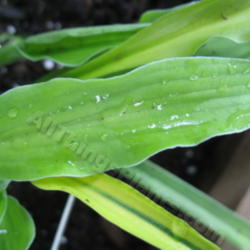 Location: Ottawa, ON
Date: 2012-06-20
H. 'Curly Fries' leaf