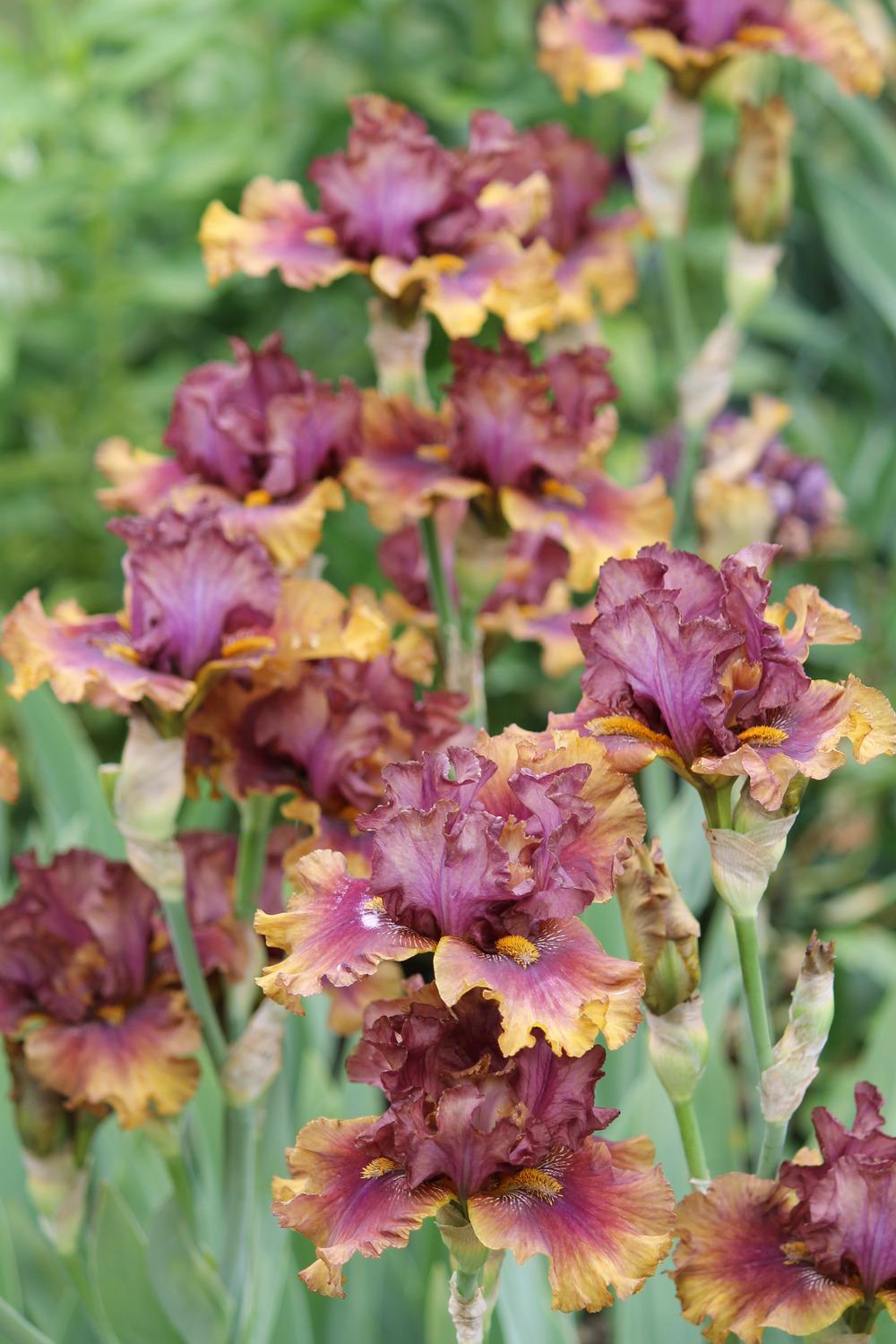 Photo of Tall Bearded Iris (Iris 'Harvest Maiden') uploaded by ARUBA1334