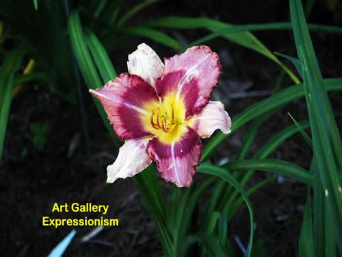 Photo of Daylily (Hemerocallis 'Art Gallery Expressionism') uploaded by Joy