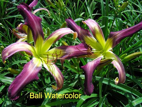 Photo of Daylily (Hemerocallis 'Bali Watercolor') uploaded by Joy