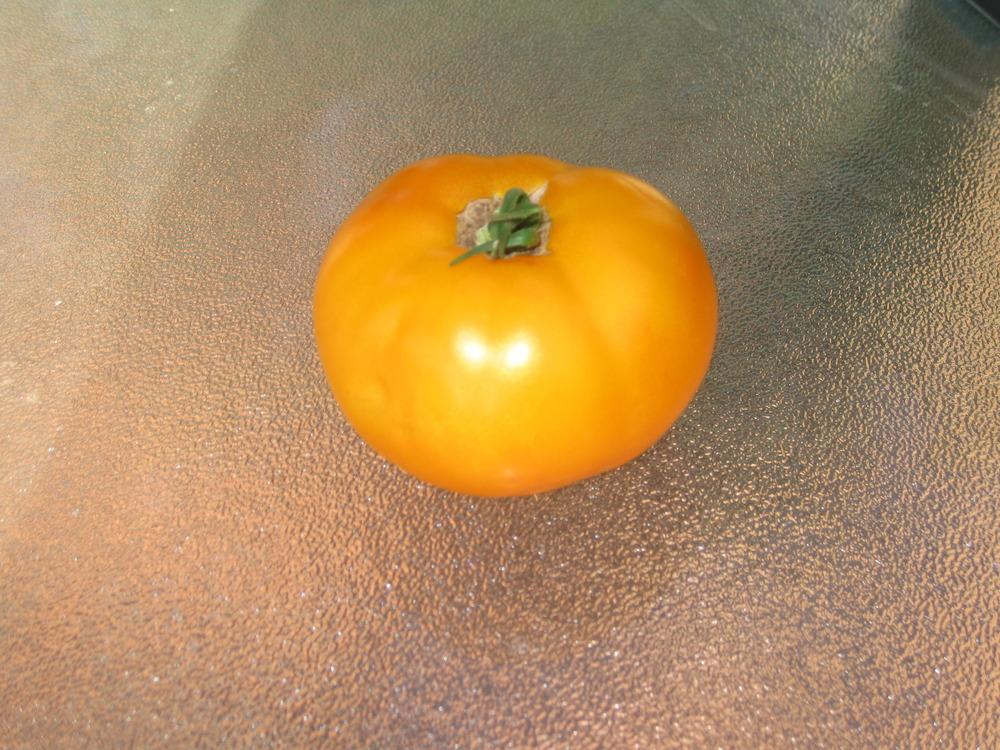 Photo of Tomato (Solanum lycopersicum 'Orange Wellington') uploaded by KentPfeiffer