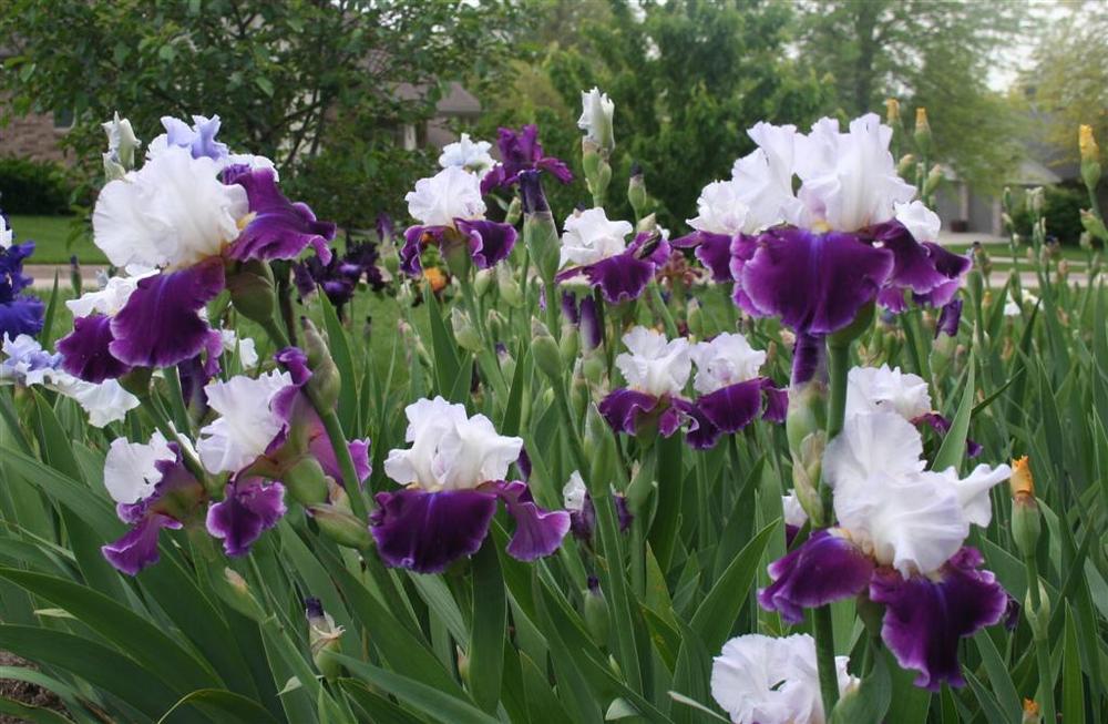 Photo of Tall Bearded Iris (Iris 'Passion and Purity') uploaded by KentPfeiffer