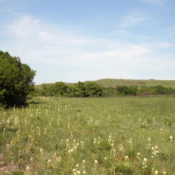 Location: Konza Prairie in northeastern Kansas
Date: 2006-07-21