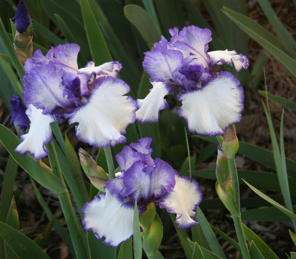 Photo of Tall Bearded Iris (Iris 'Patriotic Heart') uploaded by KentPfeiffer
