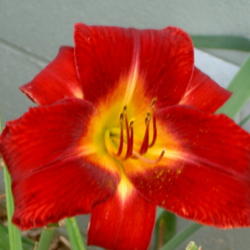 Location: Western Kentucky
Date: June 2012
My favorite Daylily -- the color is awesome!!