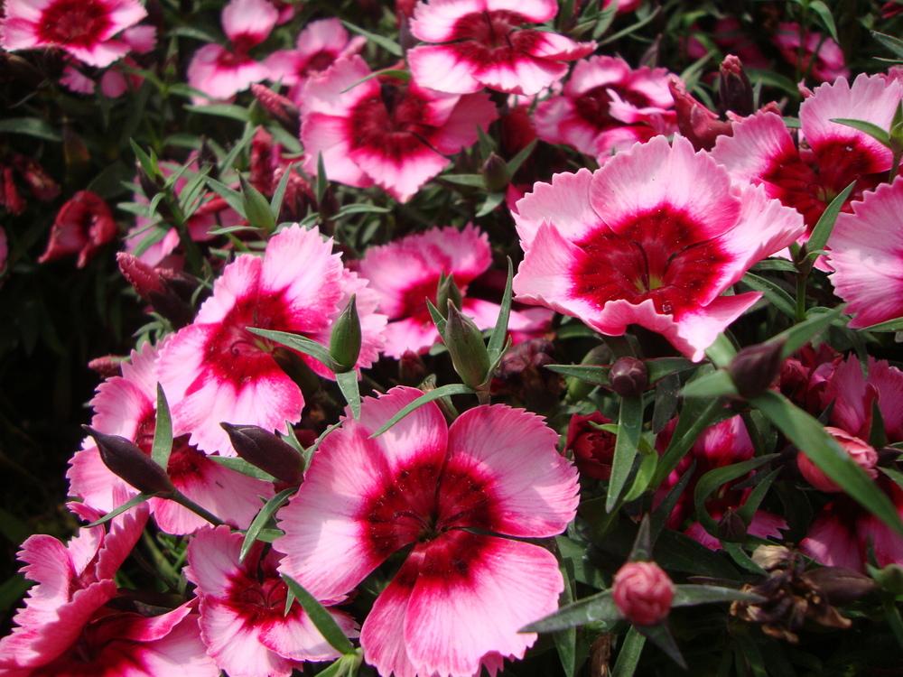 Photo of Dianthus 'Raspberry Ice' uploaded by Paul2032