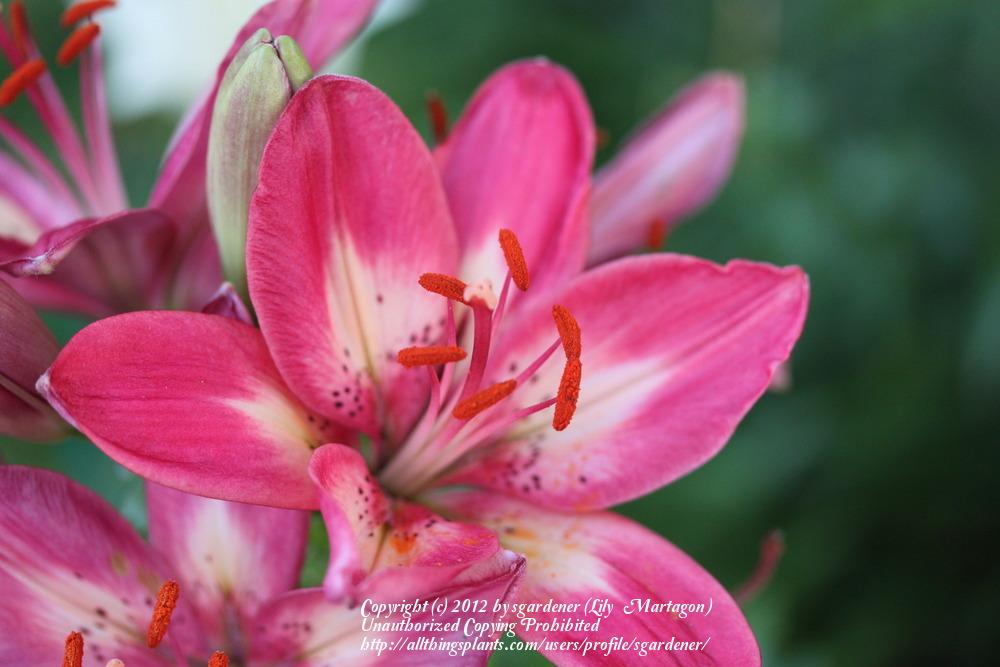 Photo of Lily (Lilium 'Arsenal') uploaded by sgardener