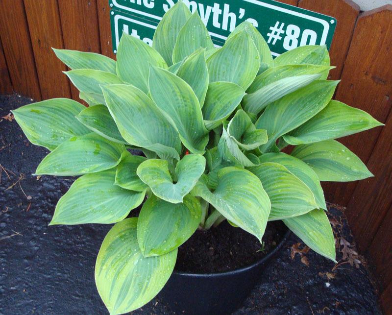 Photo of Hosta 'Alex Summers' uploaded by tcs1366