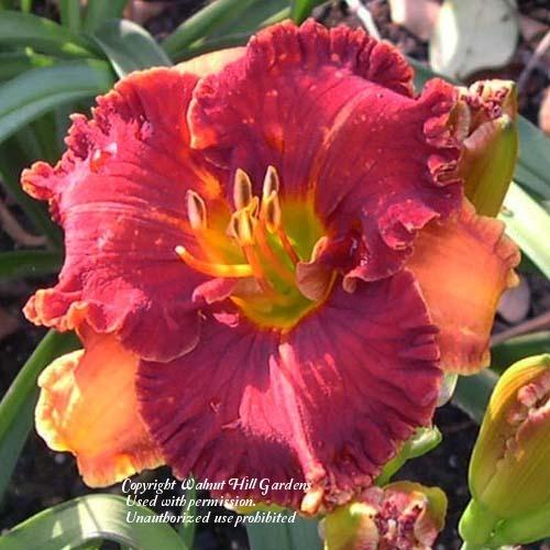 Photo of Daylily (Hemerocallis 'Spacecoast Color Scheme') uploaded by vic